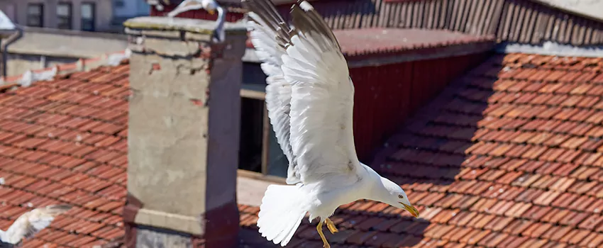 Residential Chimney Animal Removal Solution in Alsip, IL